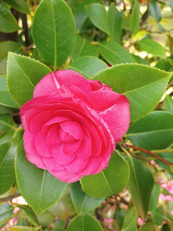Villa Camelia Tuscany 페시아 외부 사진
