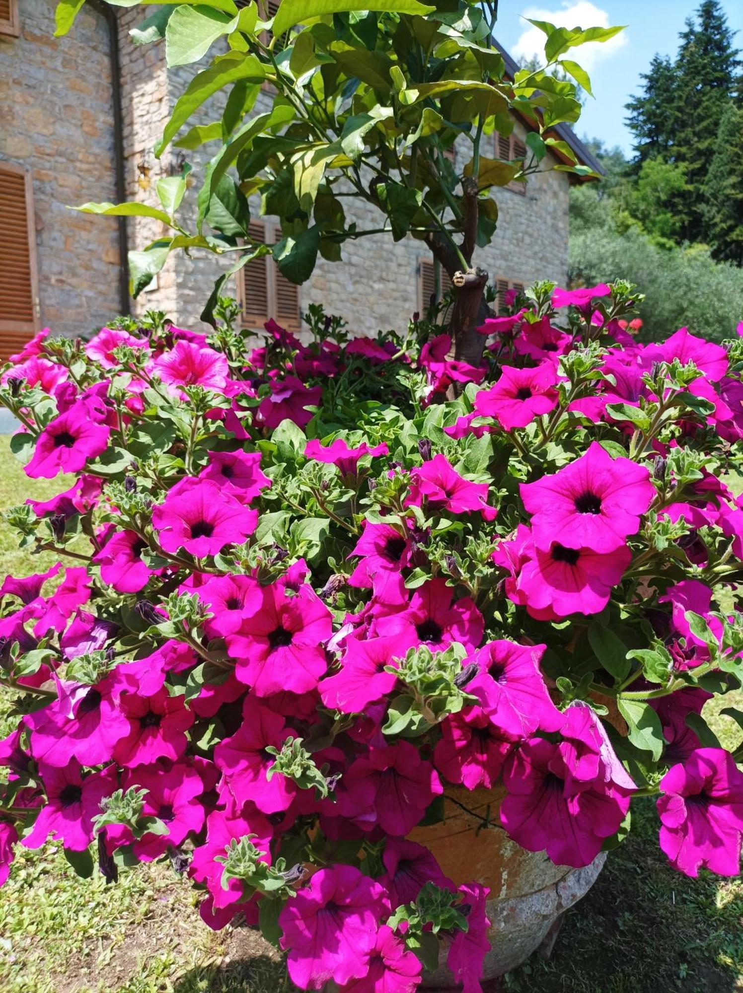 Villa Camelia Tuscany 페시아 외부 사진